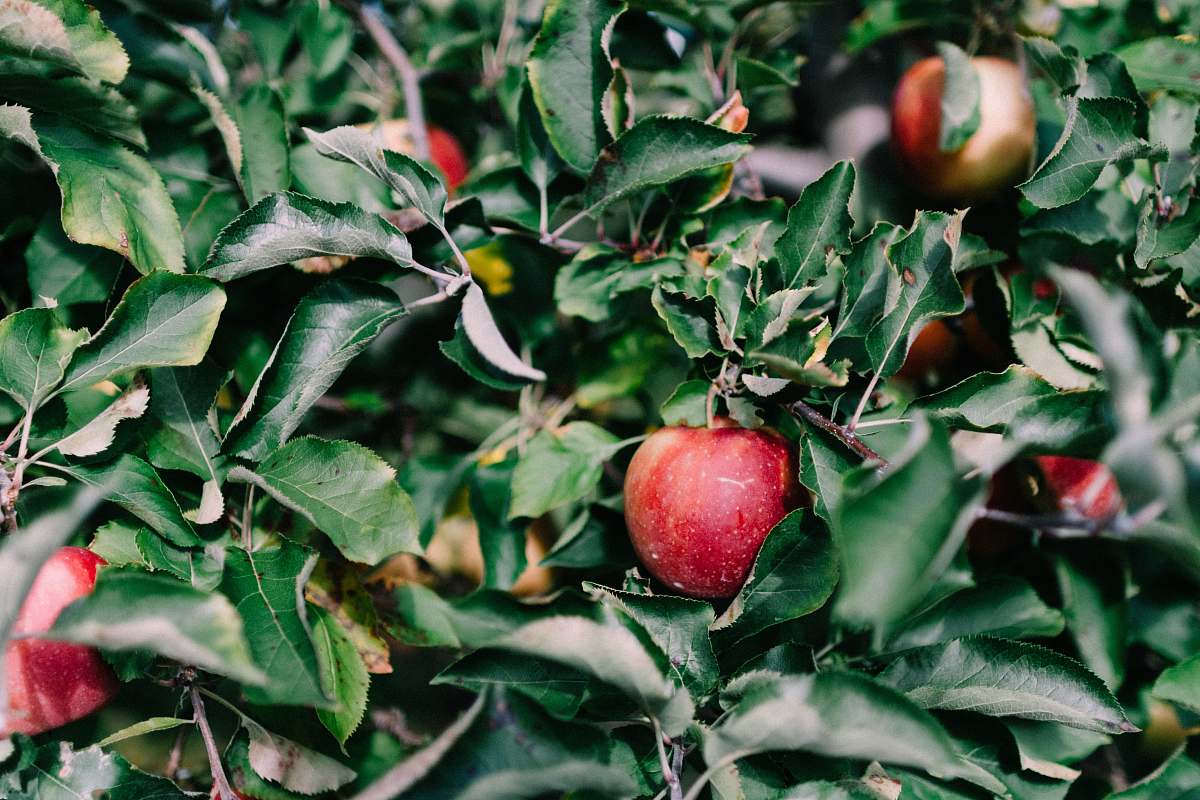 flora red apple fruit natick